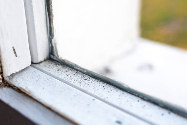 Best Basement Mold Removal  in Broadview Heights, OH