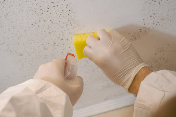 Best Post-Construction Mold Inspection  in Broadview Heights, OH