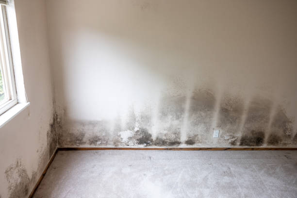 Best Crawl Space Mold Remediation  in Broadview Heights, OH